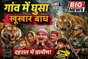 देवीधुरा के पीपलढ़ीग गांव में बाघ का आतंक, दो दिन में दो बार दिखा, ग्रामीणों में दहशत